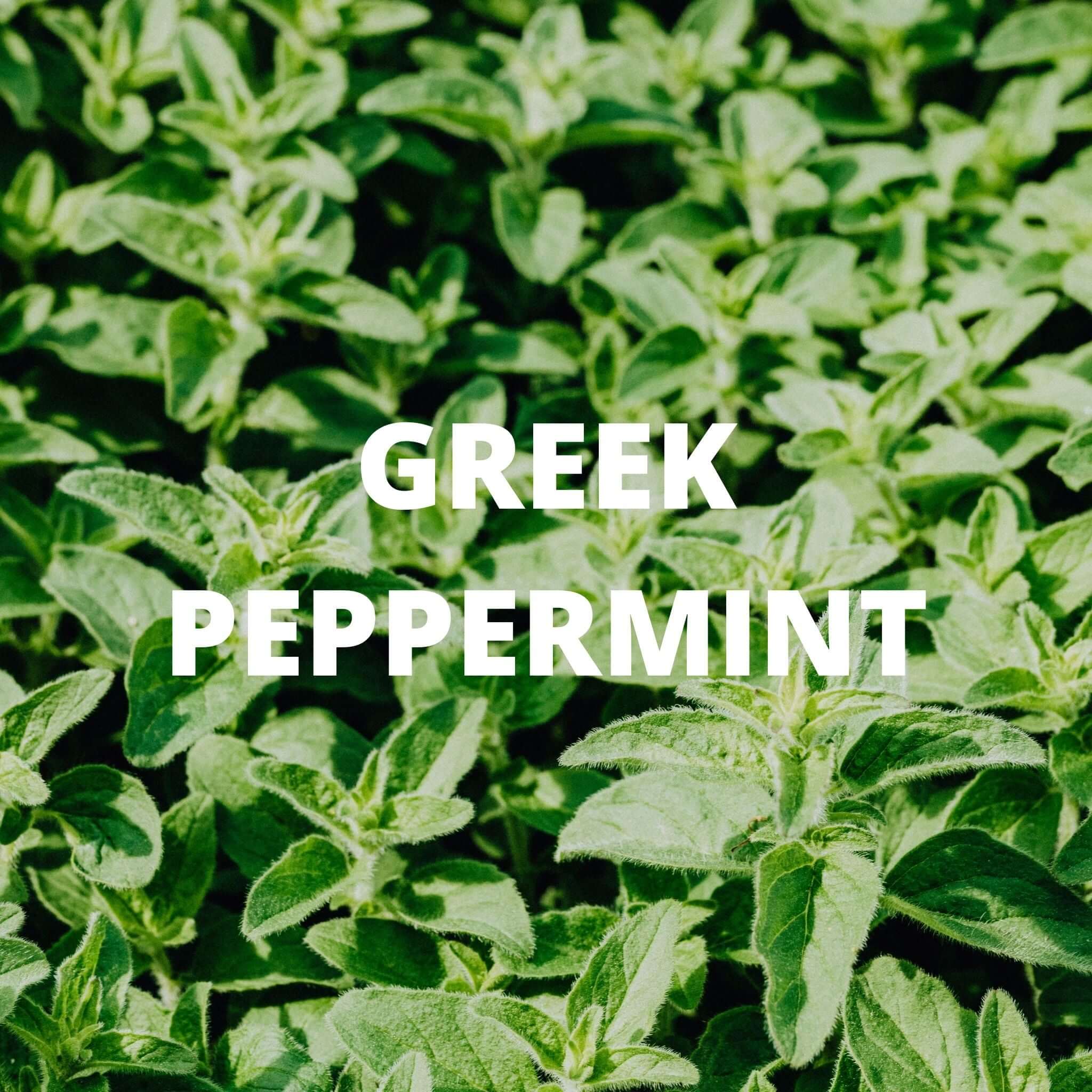 Greek Superherbs Digestion Tea - Image 3