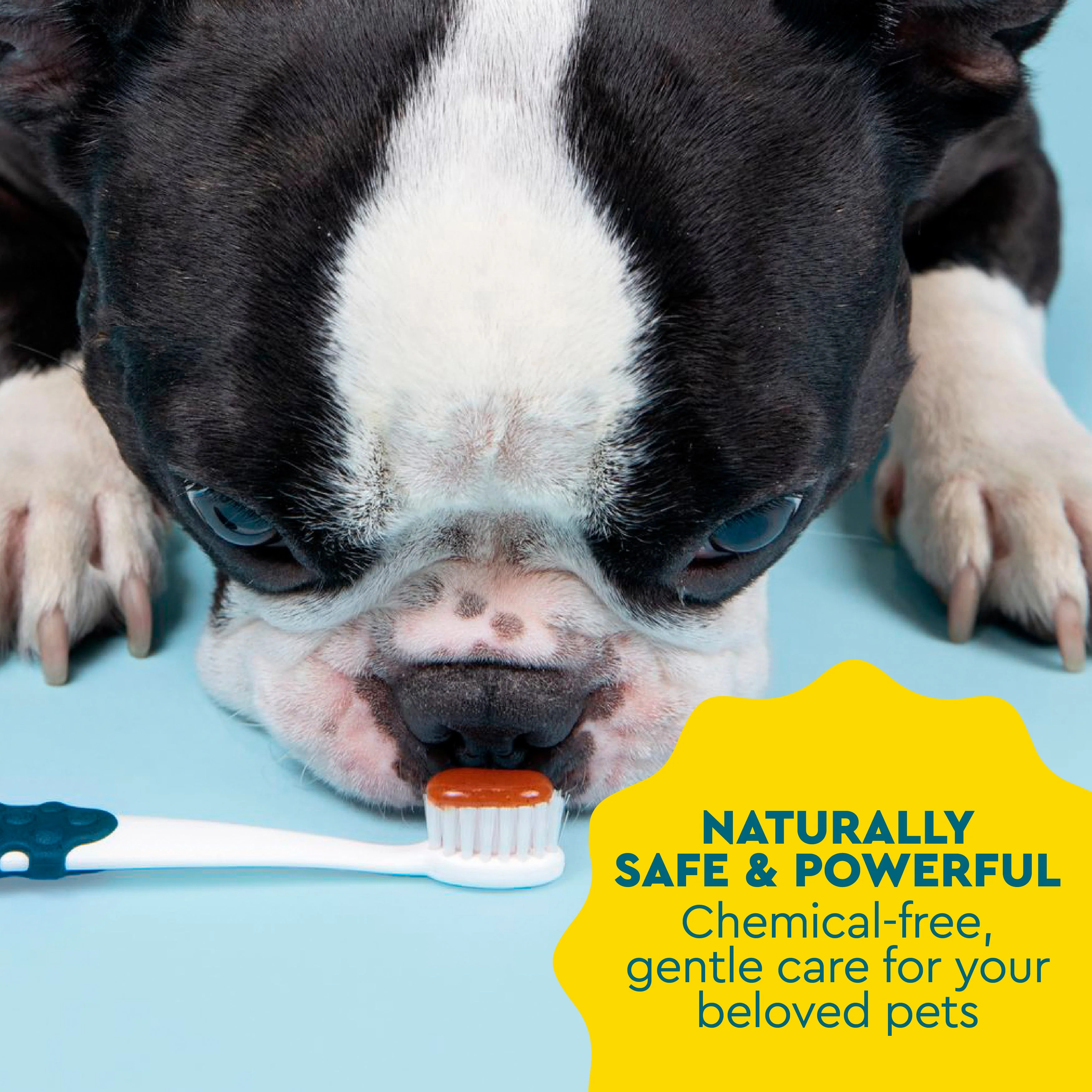 Radius Organic Canine Dental Kit with FREE Critter Case - Image 10